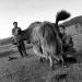 A farmer woman milks a yak with her husband on Hovsgol lake bank