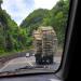 Un camion transporte des bambous découpés sur une route entourée de foret de bambou.