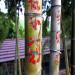 Foret de bambou exploitées par le gouvernement chinois dans le province du Zhejiang. Les inscriptions sur les tiges de bambou représentent le nom de l